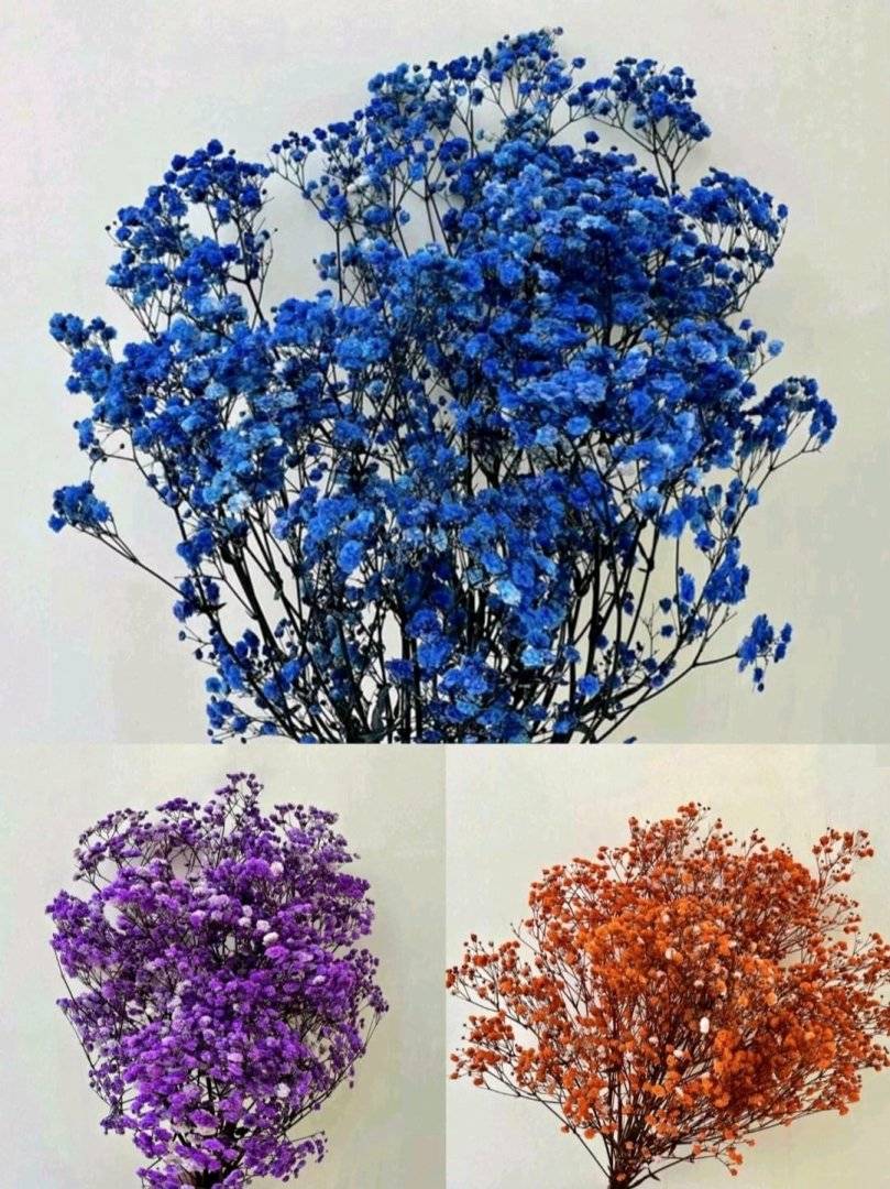 Buchet Gypsophila Stabilizat