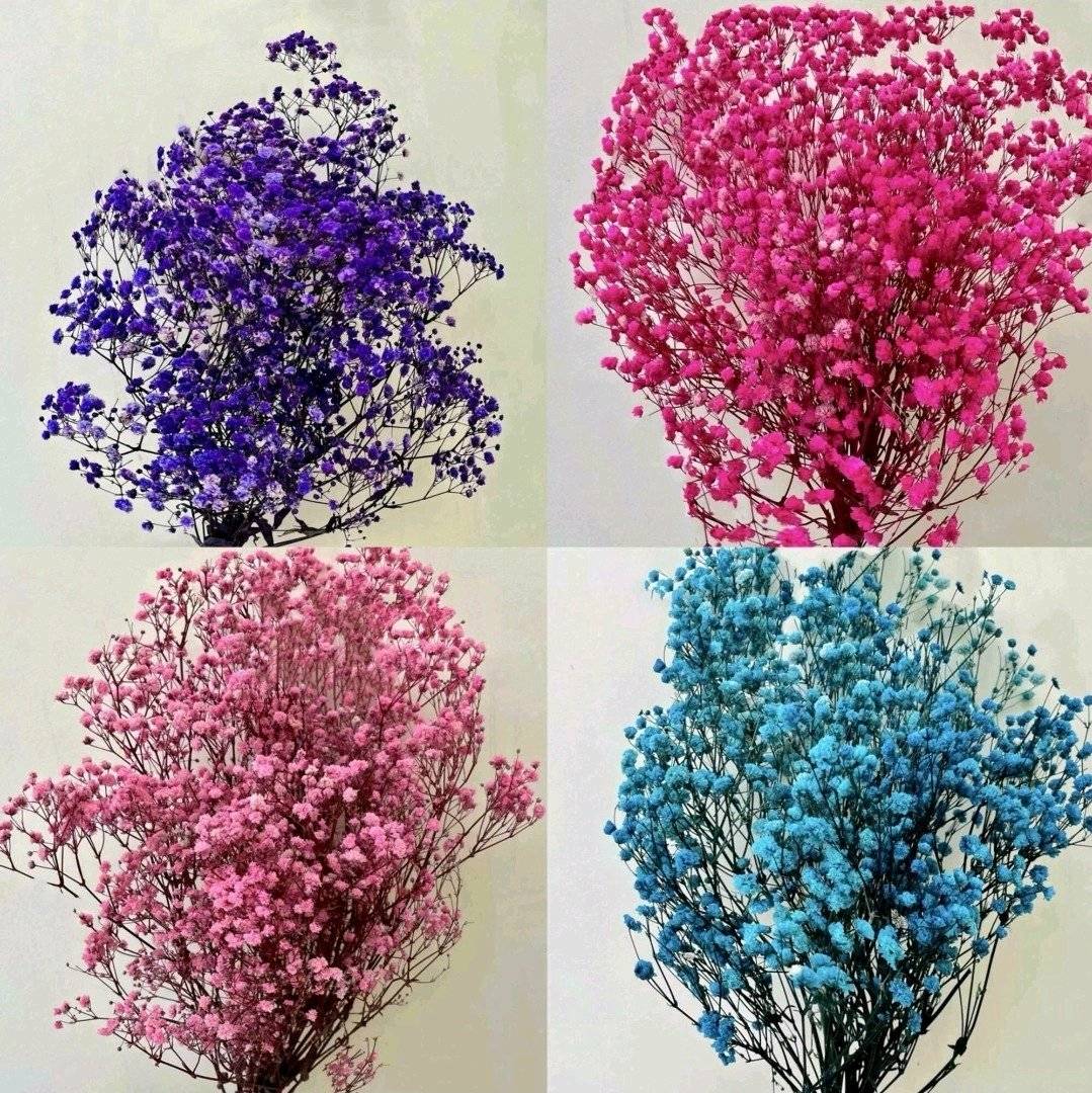 Buchet Gypsophila Stabilizat