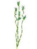 Bambus Artificial Fir