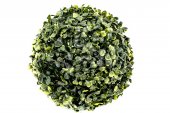Bile Verdeata Buxus 23 Cm