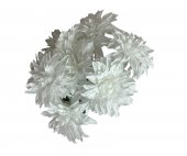 Buchet 7 Crizanteme Alb Pur