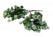 Buchet Bulgarasi Cu Frunze Eucalipt Alb 2/set