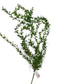 Buchet Frunze Artificiale 2/Set 001