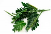 Buchet Frunze Crizanteme