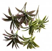 Buchet Frunze Dracena