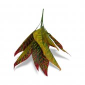 Buchet Frunze Exotice 04
