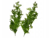 Buchet Frunze 