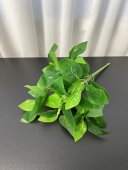 Buchet Frunze Verde Lamaita