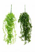Buchet Frunzulite Mari Si Mici 2/set