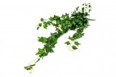 Buchet Iedera Curgatoare Artificiala 65 cm