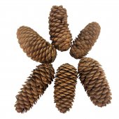 Conuri Brad 250 G