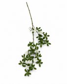 Creanga Exotica Flori Ceara