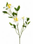 Creanga Exotica Orhidee Salbatica