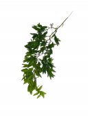 Creanga Frunze Decorativa Feriga 90cm 2/set