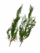 Creanga Frunze Decorativa Muguri 100cm 2/set