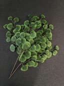 Creanga Frunze Eucalipt 62cm 2/set Verde Inchis Cu Verde Deschis