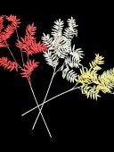 Creanga Frunze Salcam Colorate 02