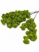 Crengi Flori De Cires Verde