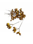 Crenguta Toamna Scoruse Mari 12/set