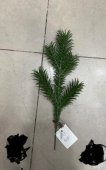 Crengute Artificiale Brad Cu 5 Ramuri Mica 5/set