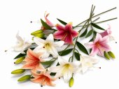 Crin Artificial cu 2 Flori
