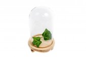 Cupola Sticla Cu Suport Natur Cu Picioruse 17.5 Cm
