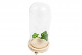 Cupole Sticla Cu Suport Natur Cu Picioruse 22.5 Cm