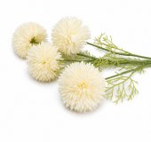 Fir Crizantema Bombisori 78cm