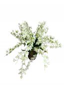 Fir De Flori Stelute Curgatoare Alb