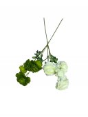 Fir De Ranunculus cu 4 Flori