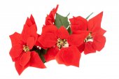 Floarea Artificiala Craciunita Buchet 5 Flori