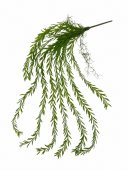 Flori Artificiale Alge