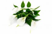Flori Artificiale Buchet 5 Cale Albe