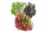 Flori Artificiale Buchet Bobite 10/Set