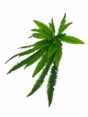 Flori Artificiale Buchet Feriga Cu Frunze Curgatoare