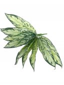 Flori Artificiale Buchet Frunza Alb Cu Verde