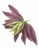 Flori Artificiale Buchet Frunza Mov Cu Crem