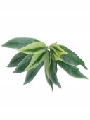 Flori Artificiale Buchet Frunza Verde Cu Alb