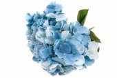 Flori Artificiale Buchet Hortensie 5 Flori Bleu