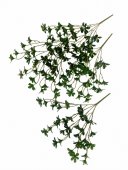 Flori Artificiale Buchet Pittosporum Japonez