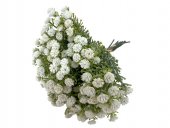 Flori Artificiale Buchet Verdeata Cu Floarea Miresei Prafuit