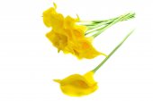 Flori Artificiale Cale Fir 10/Set Galben
