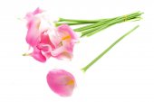 Flori Artificiale Cale Fir 10/Set Roz