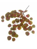 Flori Artificiale Creanga Eucalipt Frunze Rotunde Verde Cu Maro