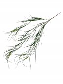 Flori Artificiale Curgatoare Carex Foliosissima