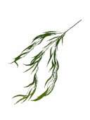 Flori Artificiale Curgatoare Huperzia