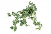Flori Artificiale Eucalipt Buchet Curgator 12 Crengute