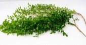 Flori artificiale Frunze Mici Curgatoare 102cm 2 set