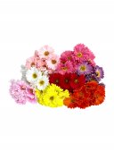 Flori Artificiale Gerbera Fir 10/Set