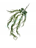 Flori Artificiale Huperzia